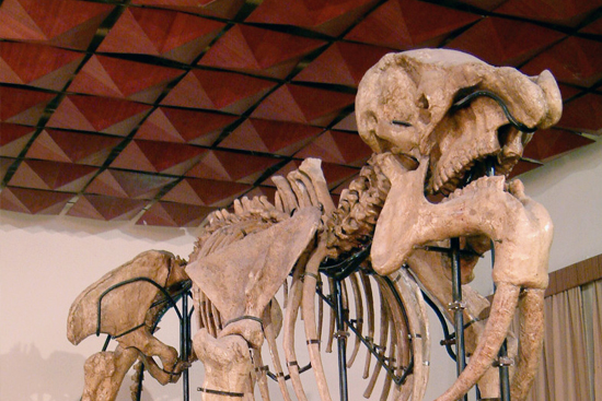 National Museum of Natural History Small