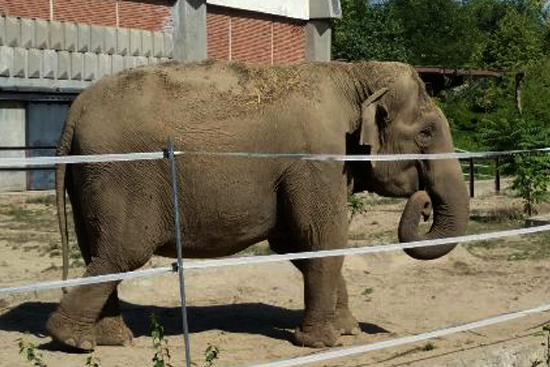 Sofia ZOO Small